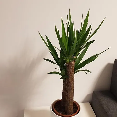 アパート Amik Apartament-night View *