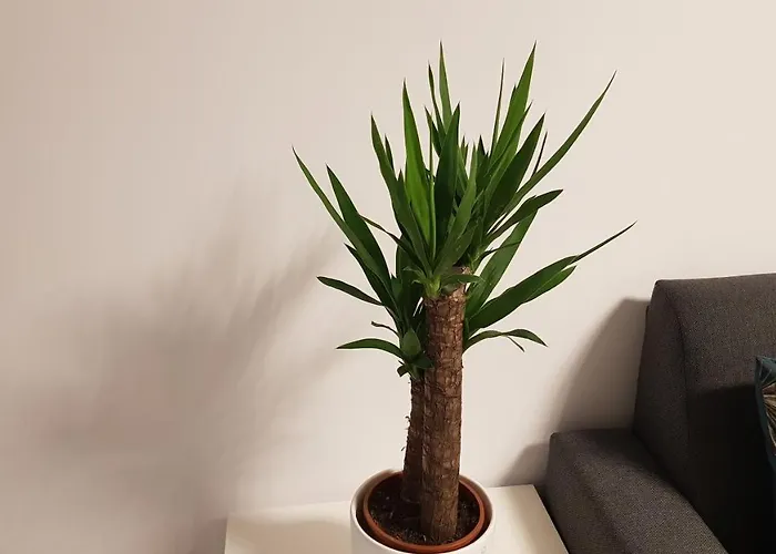 Lägenhet Amik Apartament-night View *